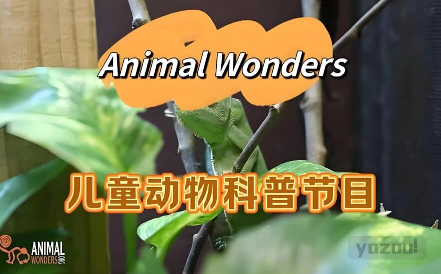 油管热门英文儿童动物科普节目《动物奇观 Animal Wonders》